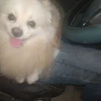 فروش سگ پامر اصیل پاکوتاه پشمالو|سگ|رامشیر, |دیوار