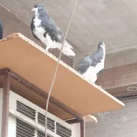 شیرازی‌قهوه‌ای‌نروماده‌جوان