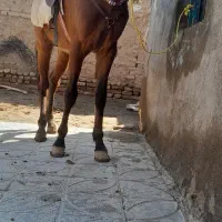 کره اسب ۲سال نر