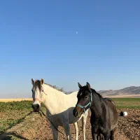 اسب کرد مادیان