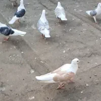 کودکبوتر
