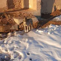 توله‌عراقی‌نر|سگ|قیدار, |دیوار