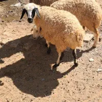 بره فروشی|حیوانات مزرعه|ساروق, |دیوار