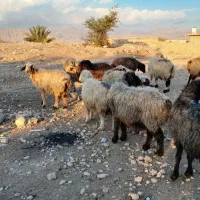 فروش 18 راس شیشک میش ابستن و بره دار