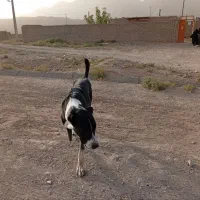 سگ فروشی. سن یکسال نیم هست|سگ|زیرکوه, |دیوار