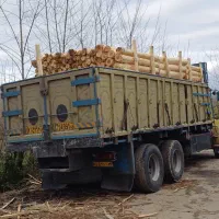 خریدار عمده چوب صنوبر باغی گیلان