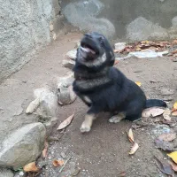 سک گرگی پاکوتاه|سگ|گرمی, |دیوار