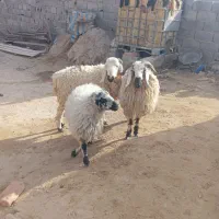 بره نر و ماده|حیوانات مزرعه|زاهدان, |دیوار