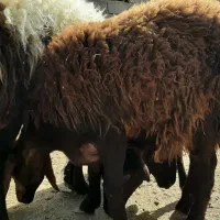 ۳راس گوسفند. بره ماده طقلی افشار پای قوچ|حیوانات مزرعه|فردیس, شهرک ناز|دیوار