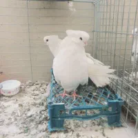 کبوتر نوک قنار