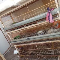 قفس بلدرچین ومرغ یا کبوتر