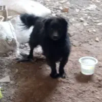 سگ پاکوتاه