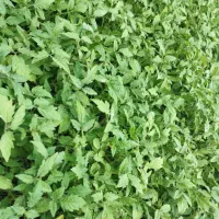 شتیل گوجه فرنگی به صورت سینی ۱۲۸ عددی