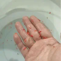 تایگر بارب انجل