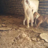 بز سیری سانن|حیوانات مزرعه|سده (خراسان جنوبی), |دیوار