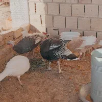 بوقلمون از ۳ نژاد