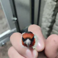 سهره نر درجه یک|پرنده|پارسآباد, |دیوار