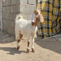 گیسه