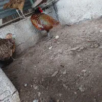 مرغ و خروس