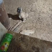 واگذاری توله سرابی|سگ|حویق, |دیوار