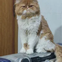 گربه پرشین|گربه|امیدیه, |دیوار