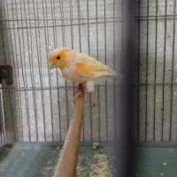 قناری|پرنده|ری, دیلمان|دیوار