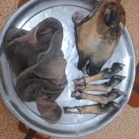 کله پاچه میش جوان و بز جوان تازه سفید کرده