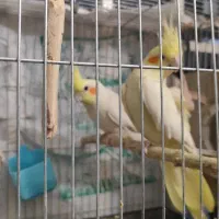 عروس هلندی لوتینو