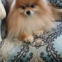 پامرانین بالغ