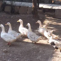 اُردک های رسمی خانگی.