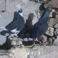 یه جفت کبوتر ماده