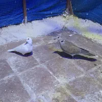 کبوتر نژاد دار