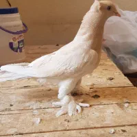 کبوترنر زرد دم سرور کاکلی چاقچول،نروماده کینگ‌شاهی