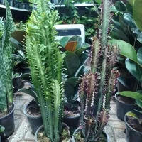 گلکده پاچیرا|گل و گیاه طبیعی|یزد, |دیوار