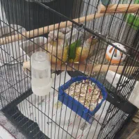 جفت گرینچیک دستی بالغ،قناری نر ،جفت برزیلی بالغ|پرنده|چهارباغ, |دیوار