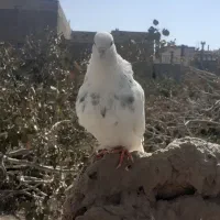 فروش کفتر ماده طوقی