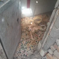 عروسک سگ