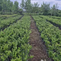 فروش یاس هلندی|گل و گیاه طبیعی|رشت, منظریه|دیوار