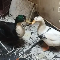 اردک نر و ماده تخم گذار