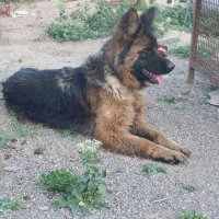 سگ ژرمن شپرد