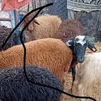گوسفند