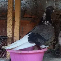 فروش کبوتر|پرنده|کوهیخیل, |دیوار