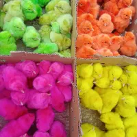 جوجه رنگی ، رسمی  ،  اردک ،