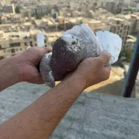 کبوترپرشی غریب گیری برج
