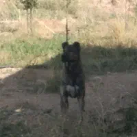 کوچک افغان