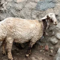 بره قوچ همو