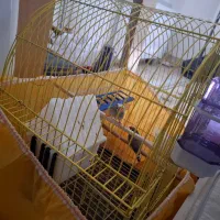 فنچ جفت|پرنده|ارومیه, |دیوار