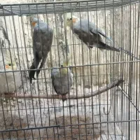 چهار تا عروس هلندی|پرنده|پلدشت, |دیوار