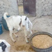 بز  ماده  آبستن|حیوانات مزرعه|هیدوچ, |دیوار