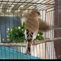 سلام دوعدد سهره یکی سهره خمسه ویکی سهره خاکی